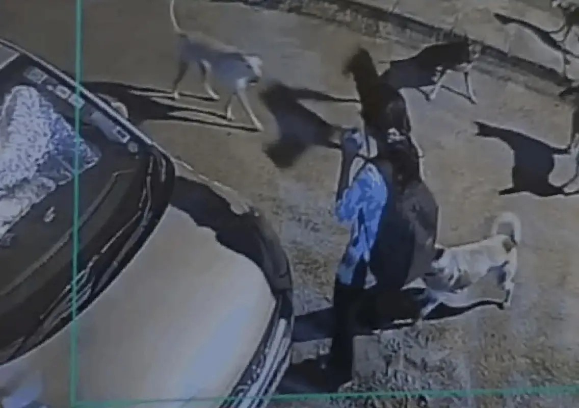 Student attacked by stray dog pack in Bengaluru locality - News Karnataka