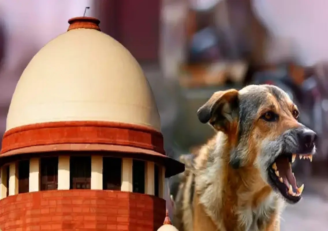 Supreme Court allows euthanasia of rabid, aggressive stray dogs - News Karnataka