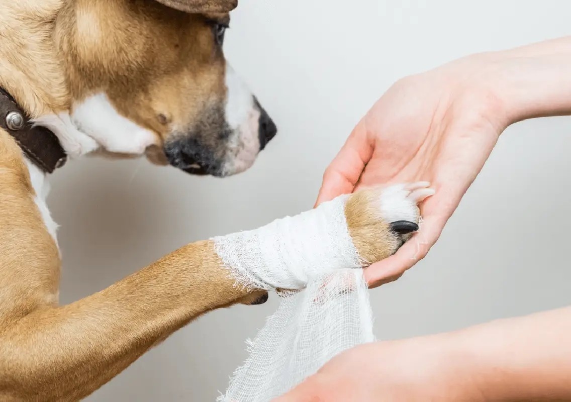 Three arrested after man dies and pet dog injured in violent fight - News Karnataka