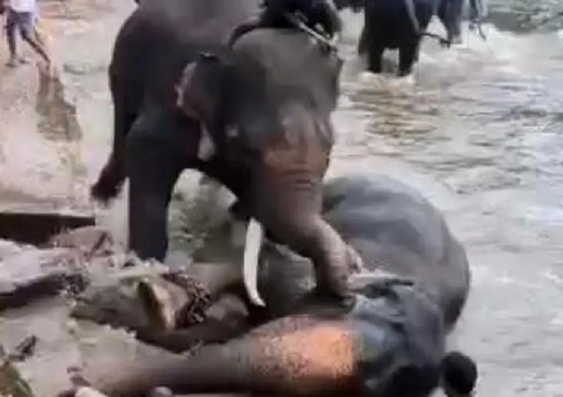 Tourist dies after elephant fight triggers panic at Dubare camp - News Karnataka