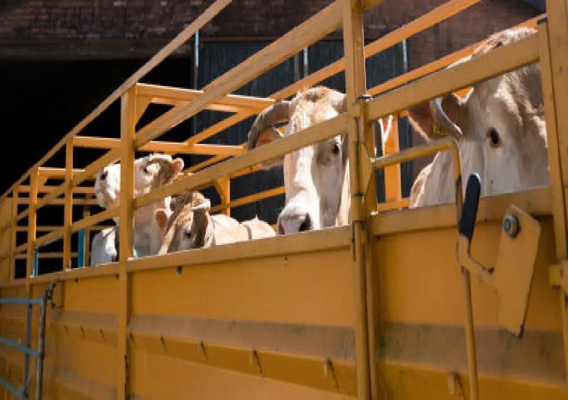 Two arrested for illegal cattle transport in Hiriyadka - News Karnataka