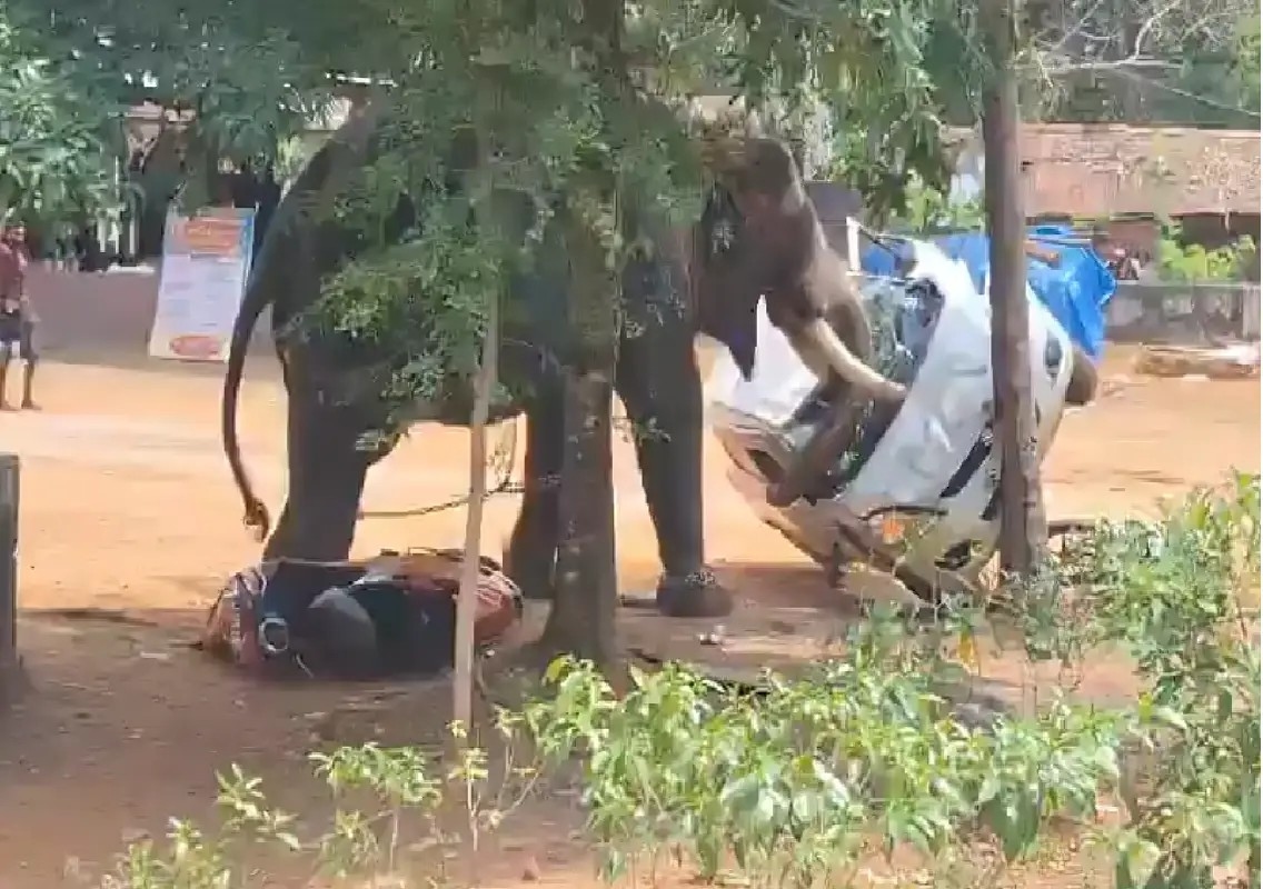 Two killed in elephant rampages at Kerala temple festivals: WATCH - News Karnataka