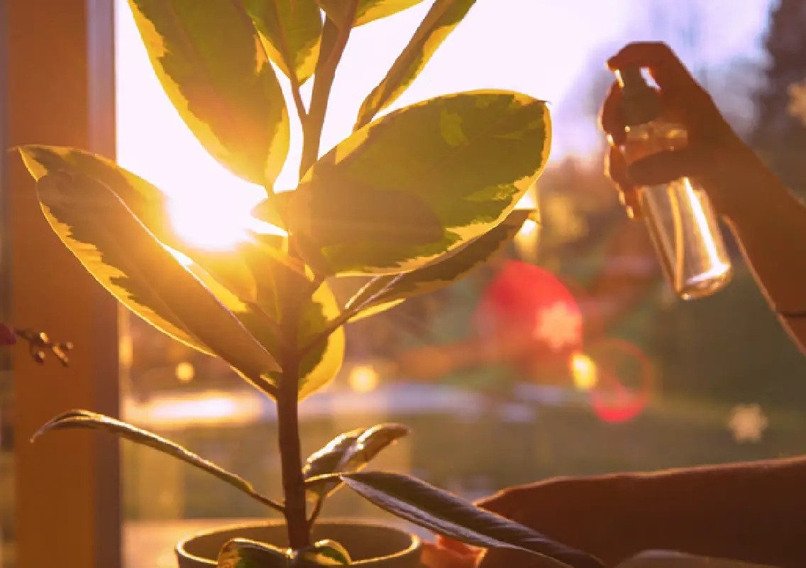 Watering plants before sunrise may improve mental wellbeing - News Karnataka