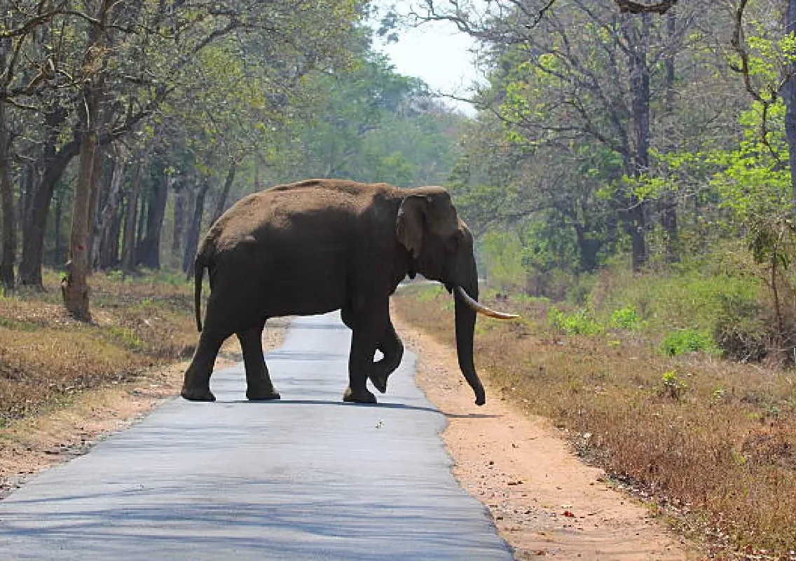 Wild elephant blocks traffic on Charmadi Ghat road - News Karnataka