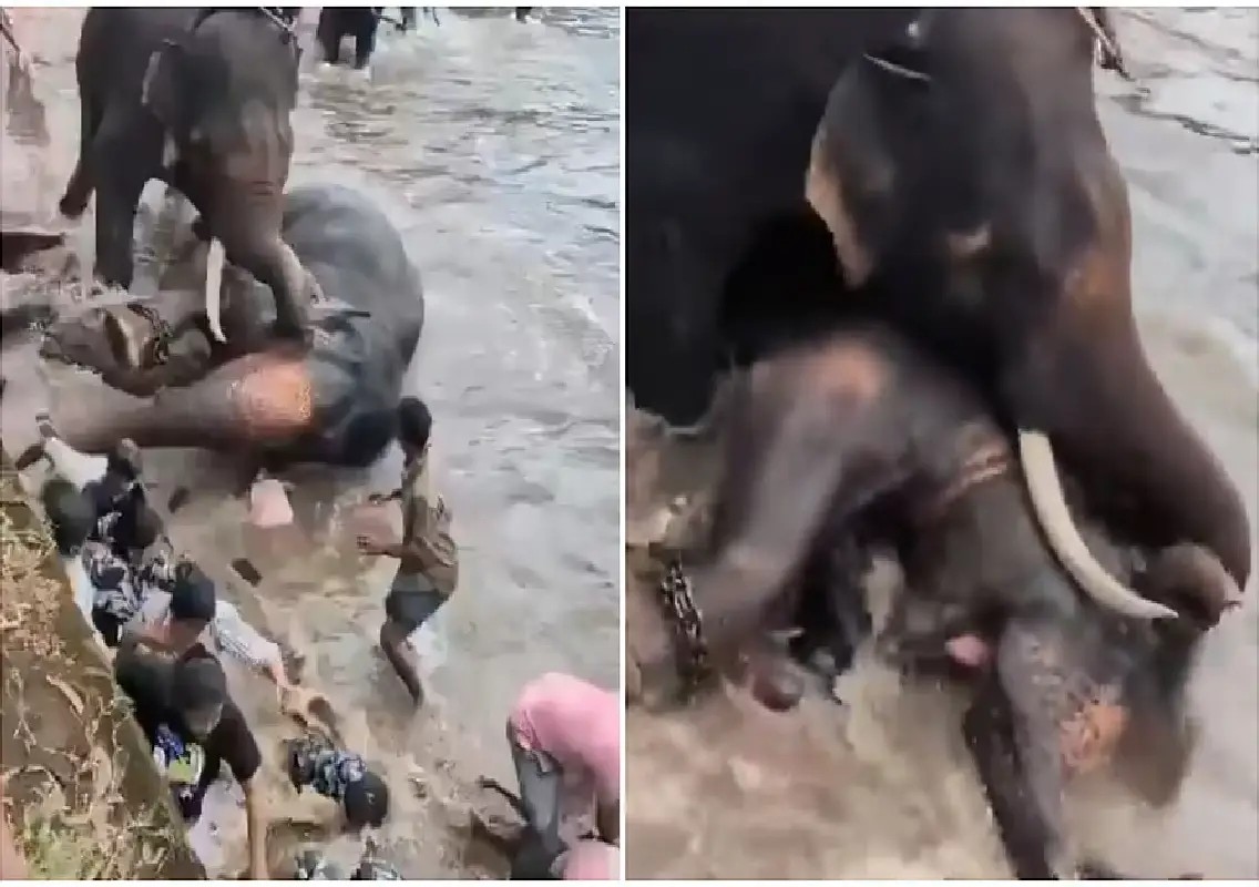 Woman tourist killed in elephant camp mishap in Kodagu: WATCH - News Karnataka
