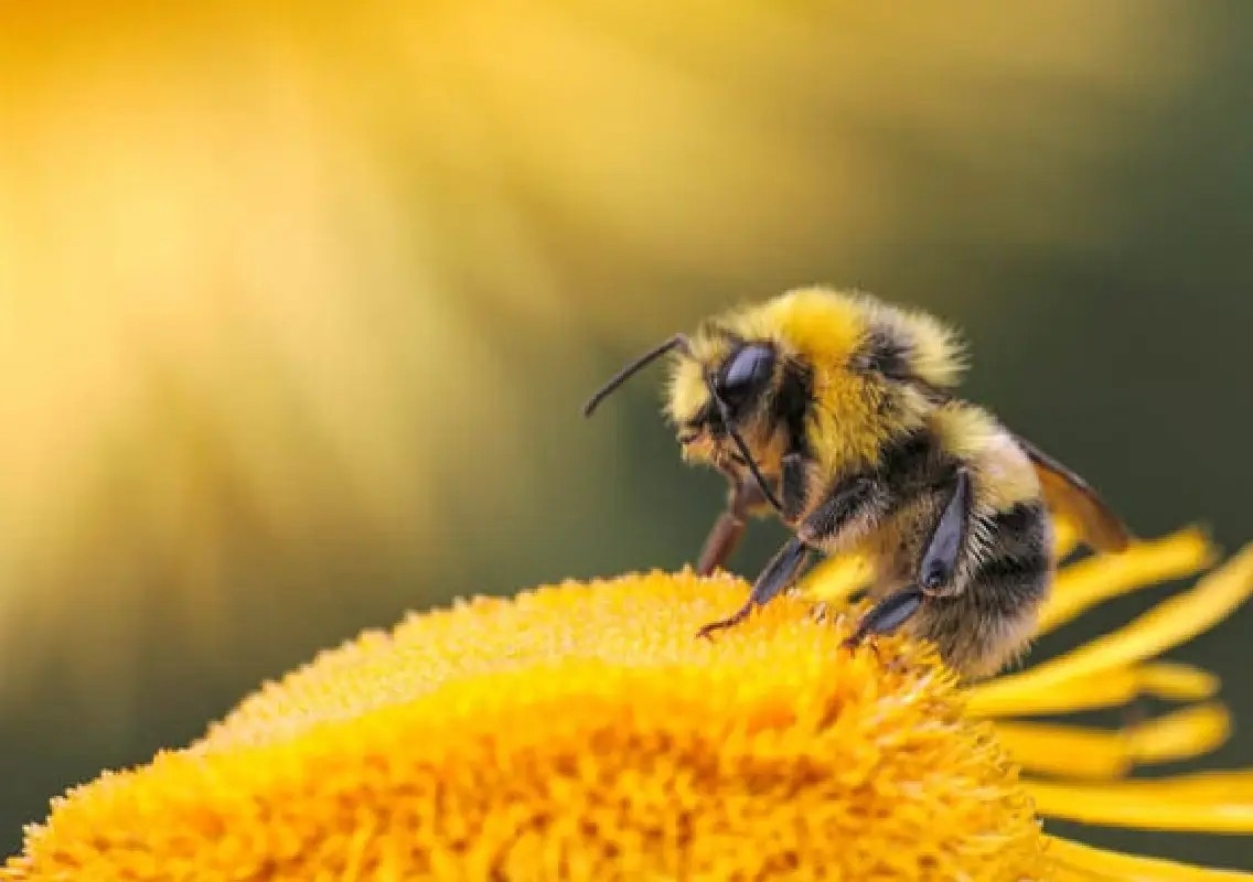 World Bee Day 2026: Why bees matter to people and planet - News Karnataka