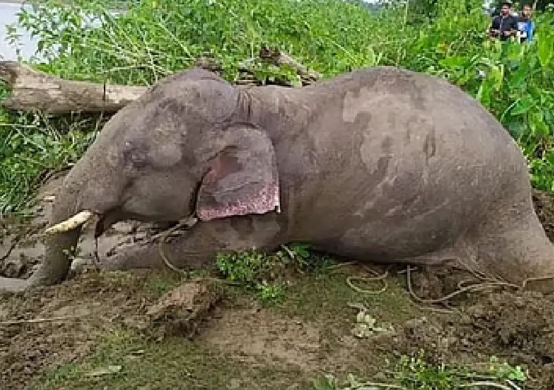 Young elephant found dead with suspected bullet injury - News Karnataka