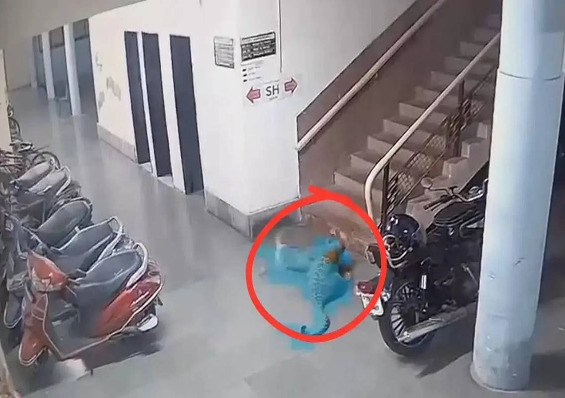 Leopard kills dog inside IIT-Bombay campus - News Karnataka