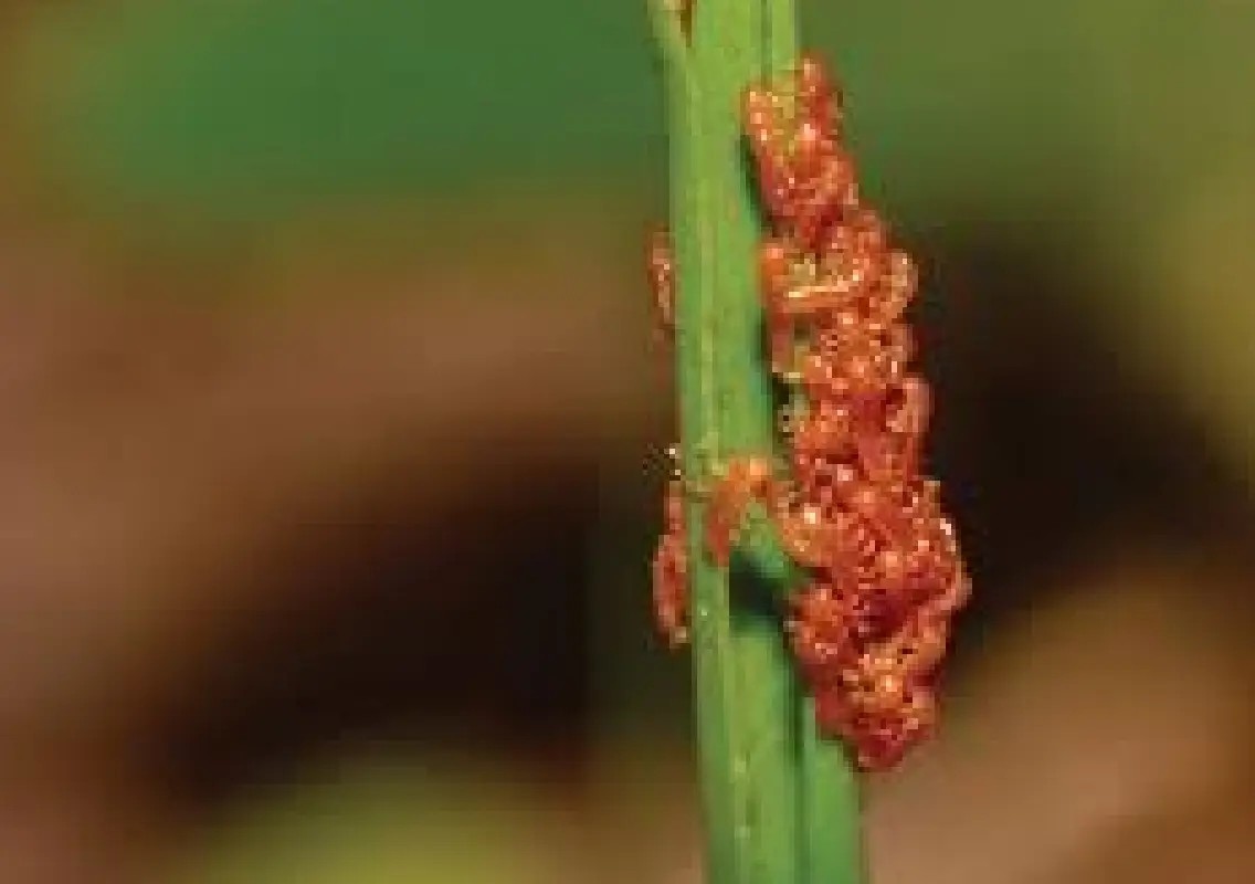 Beetle larvae fake flower scents to trick bees, study finds - News Karnataka