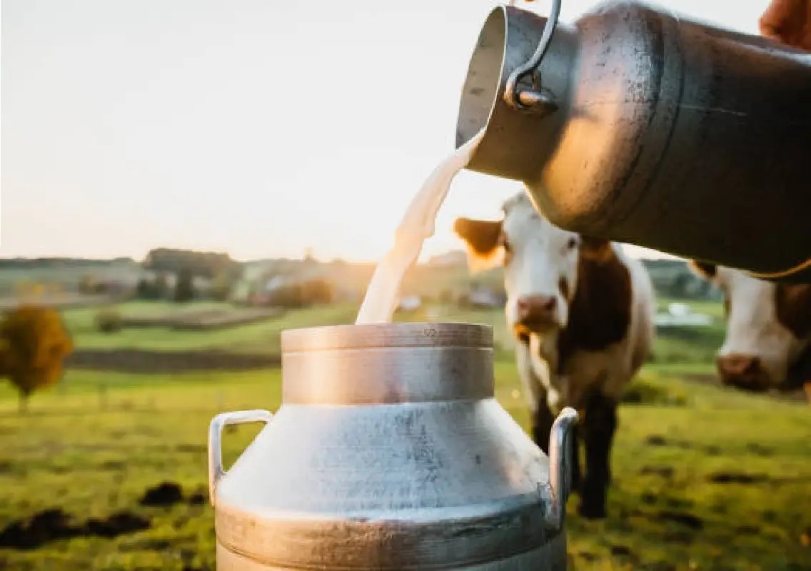 Beltangady retains top spot in milk supply across coastal districts - News Karnataka