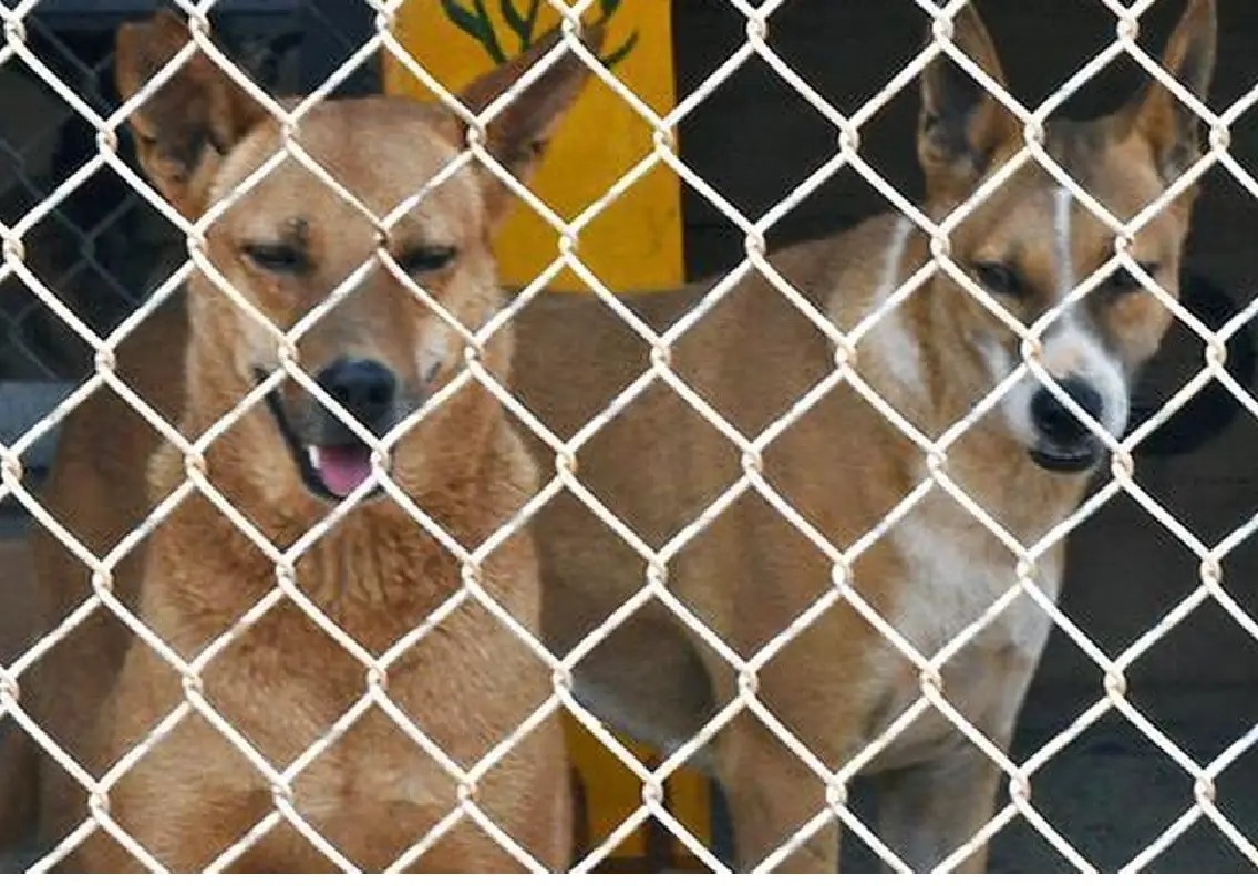 Bengaluru eyes Mandur site for long-awaited stray dog shelter - News Karnataka