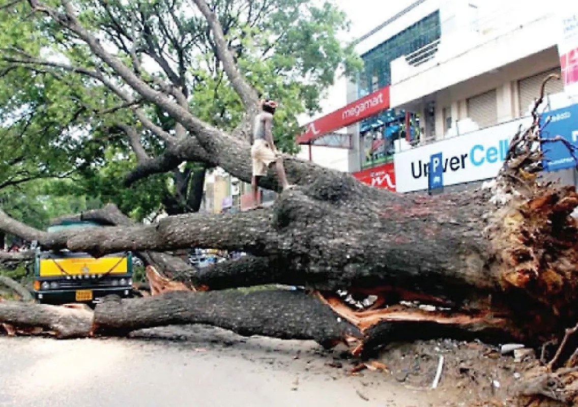 Bengaluru may adopt scientific testing to identify dangerous roadside trees - News Karnataka