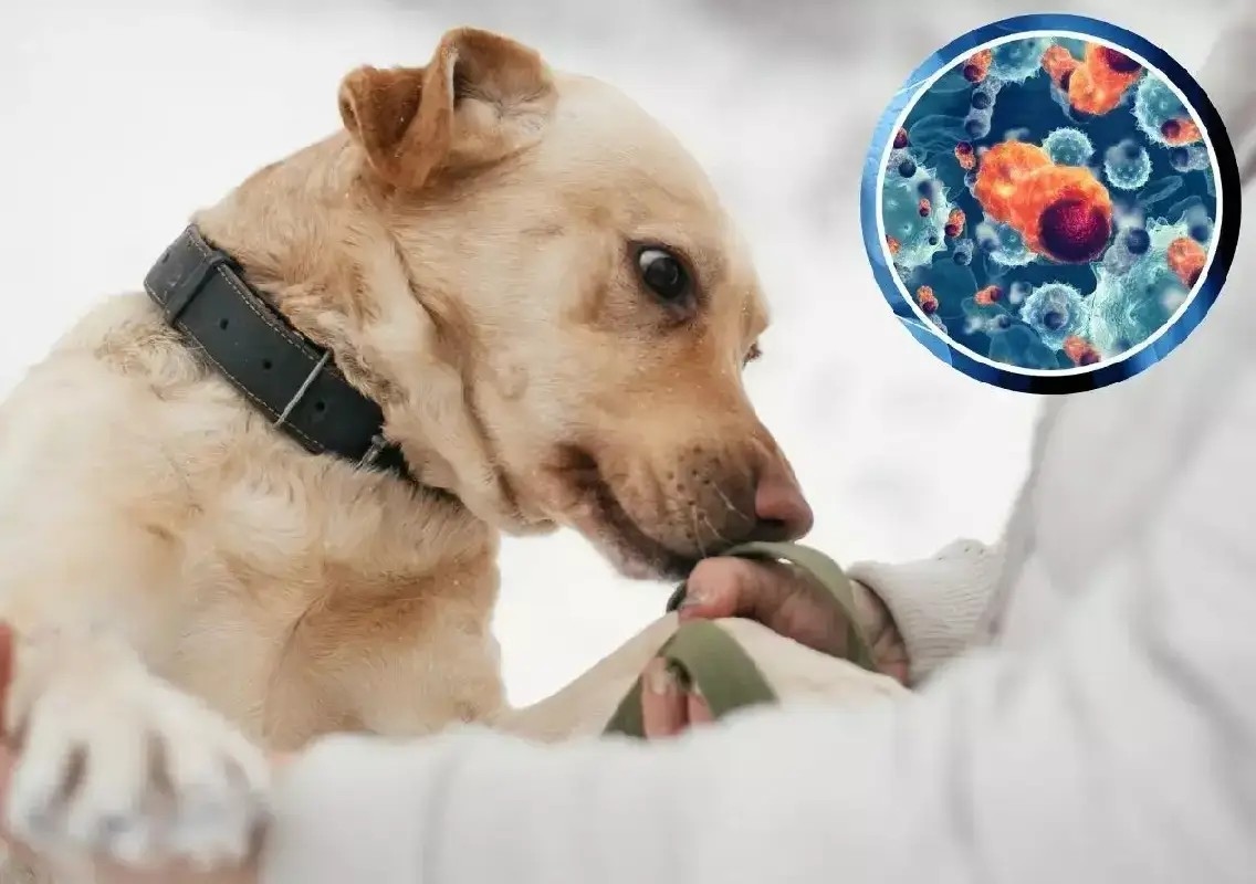 Bengaluru startup uses dogs and AI to detect cancer early - News Karnataka