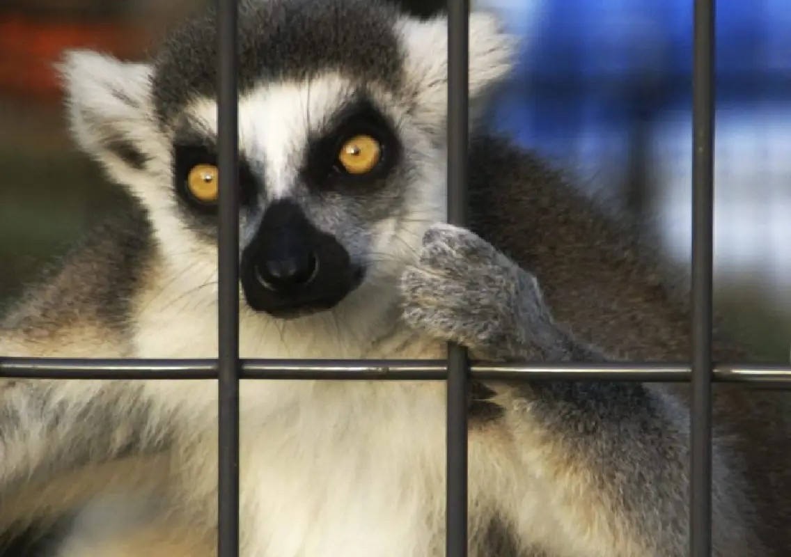 Bengaluru wildlife raid uncovers exotic animals worth ₹2 crore - News Karnataka