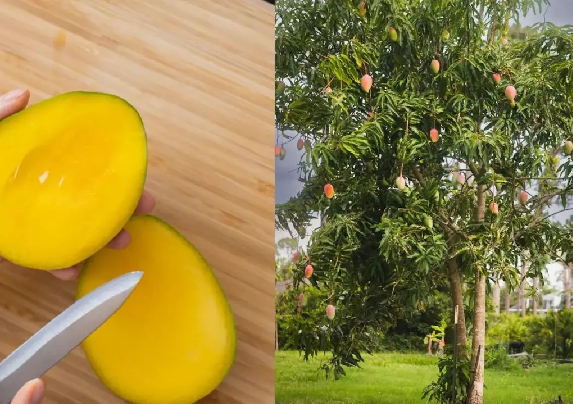 Beyond Alphonso and Kesar: Destinations every mango lover should visit - News Karnataka