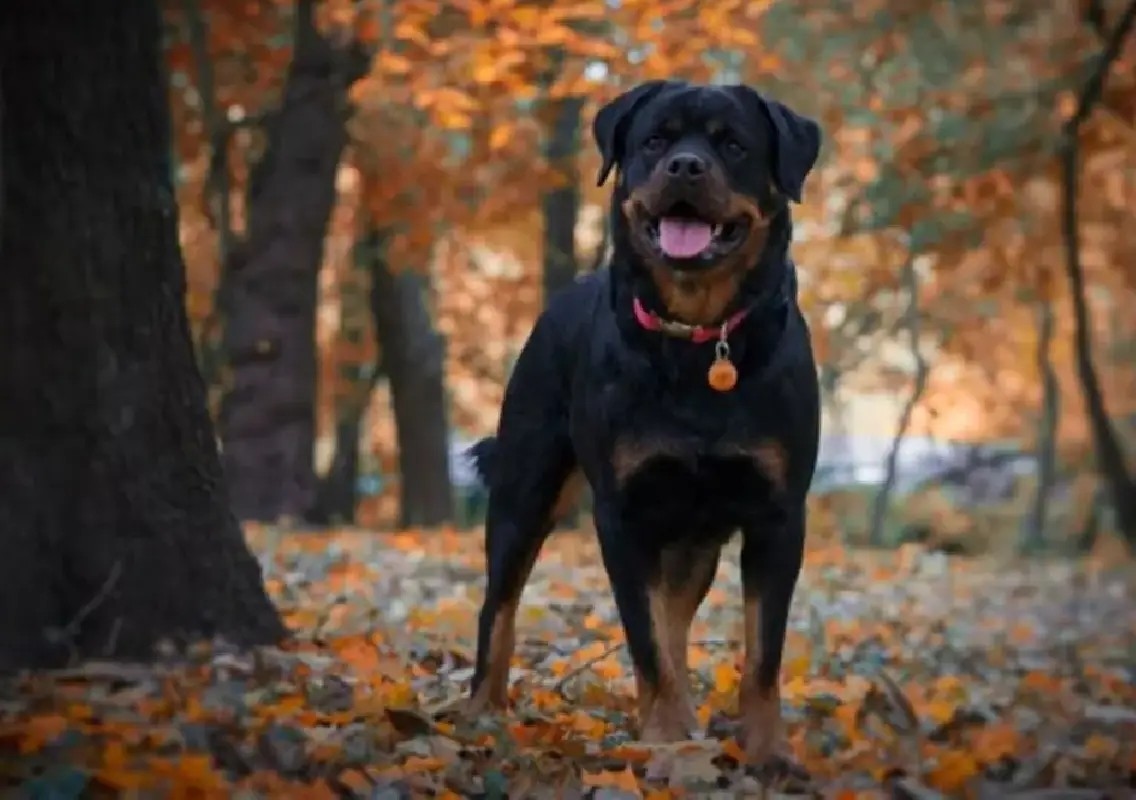 Boy bitten by pet Rottweiler, owner’s family booked in Bengaluru - News Karnataka