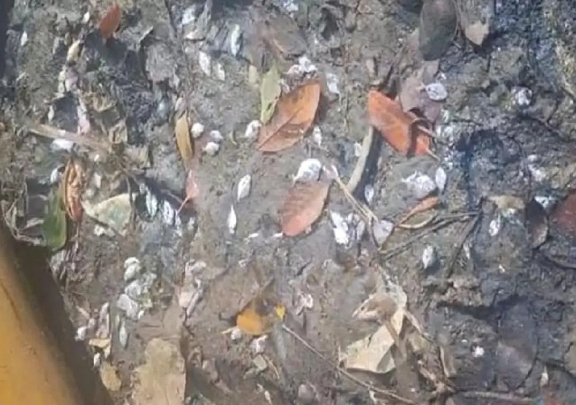 Dead fish found in Phalguni river, pollution concerns intensify - News Karnataka