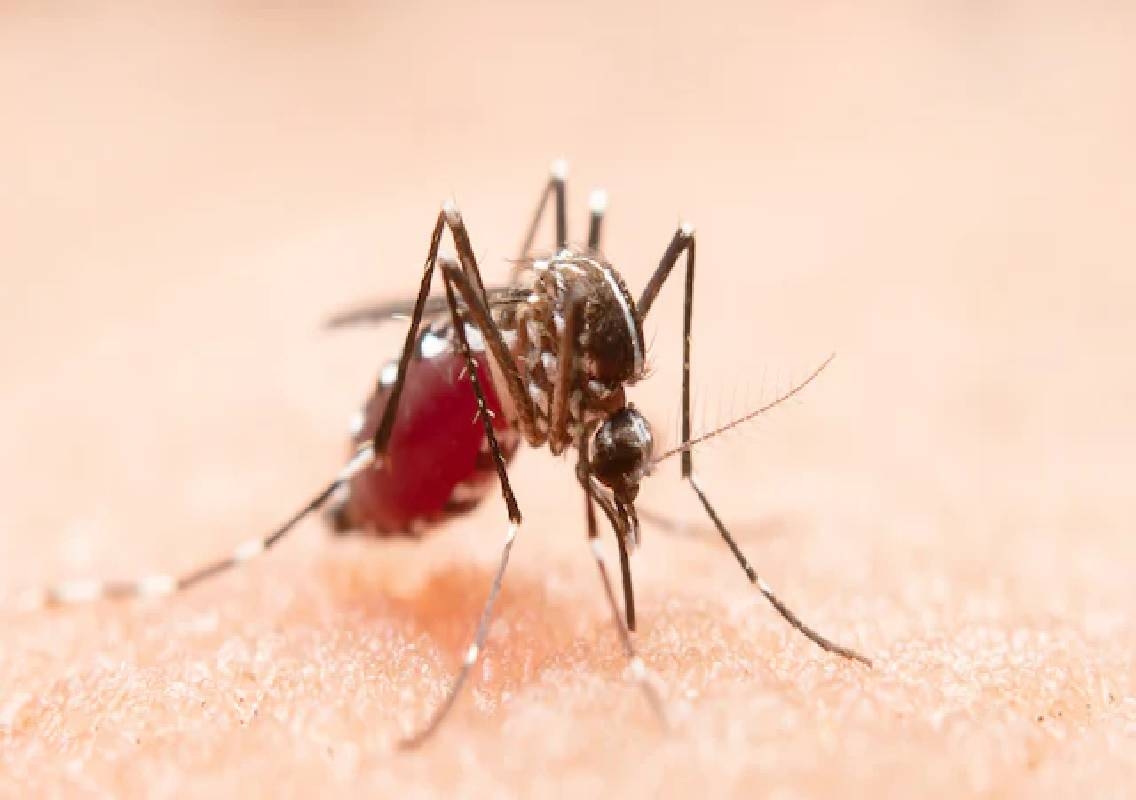 Dengue, malaria preparedness reviewed before monsoon - News Karnataka