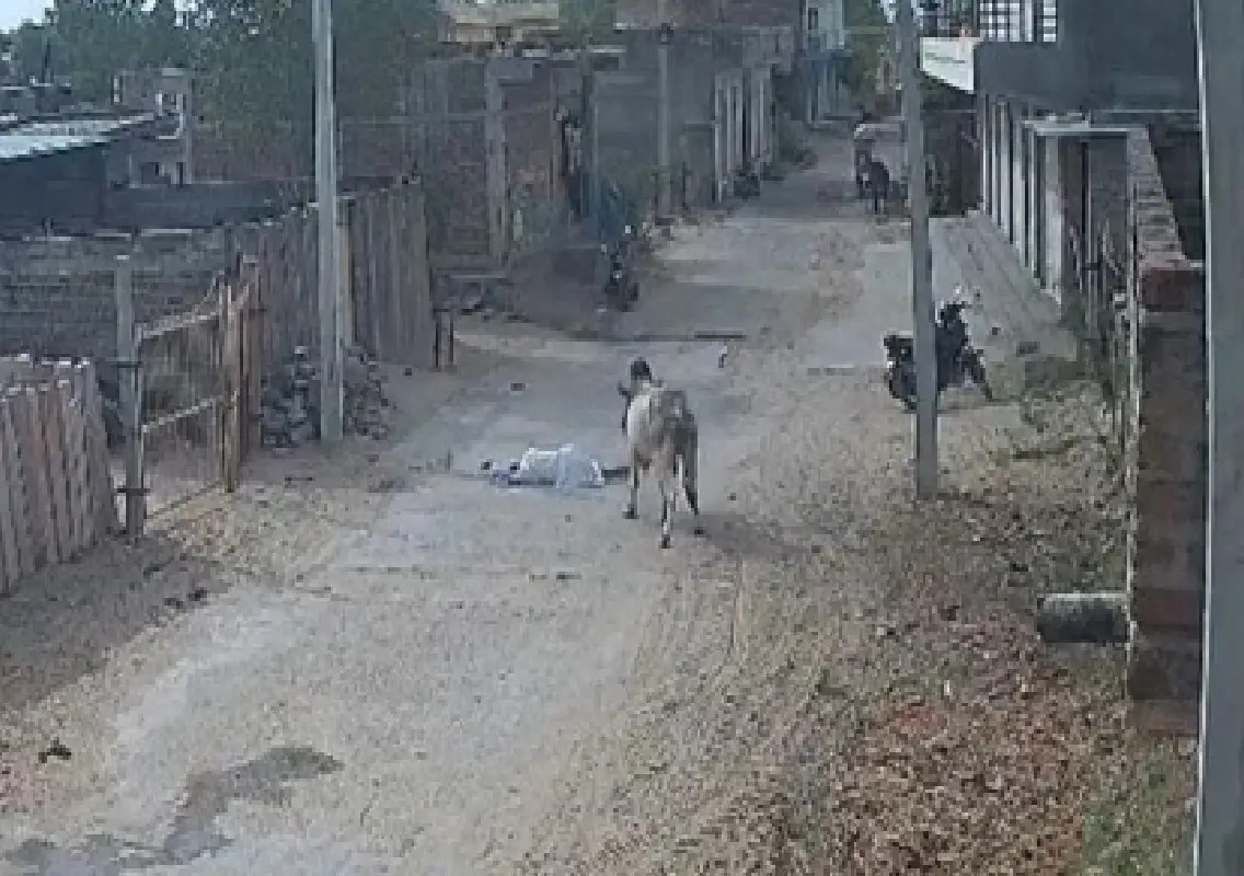 Elderly man killed in stray bull attack in Chitalwana: WATCH - News Karnataka