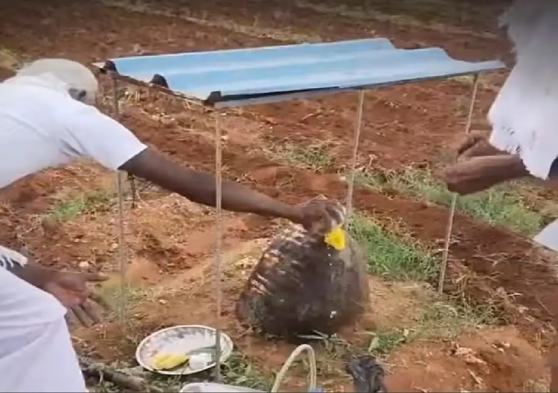 Farmers turn field into shrine after discovering Shivling: WATCH - News Karnataka