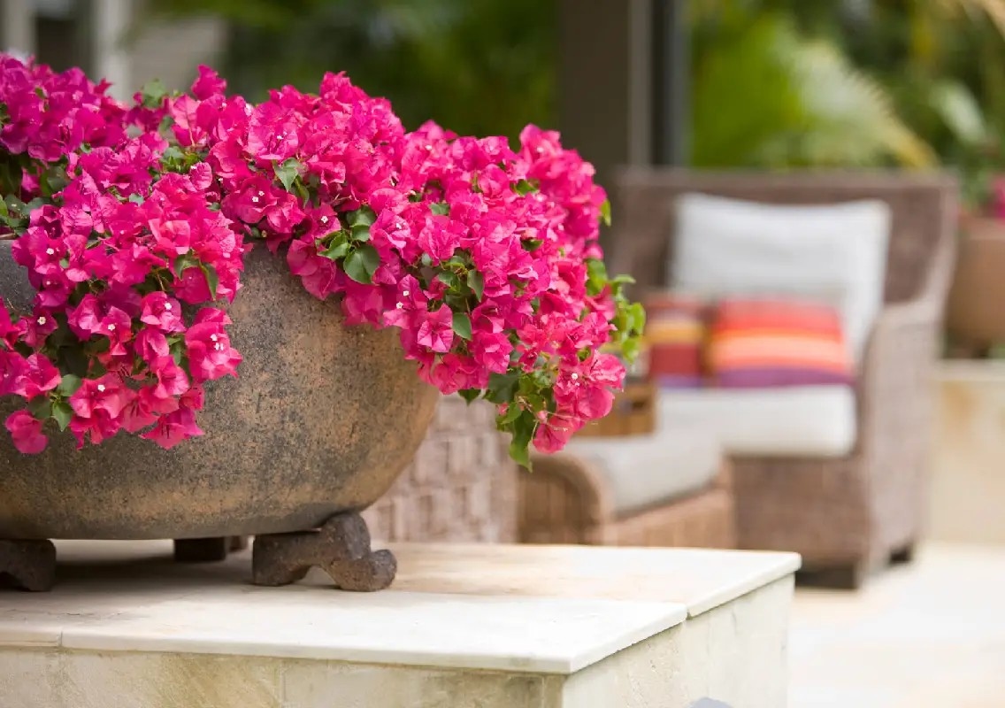 Five fragrant flowering vines that can transform your garden - News Karnataka