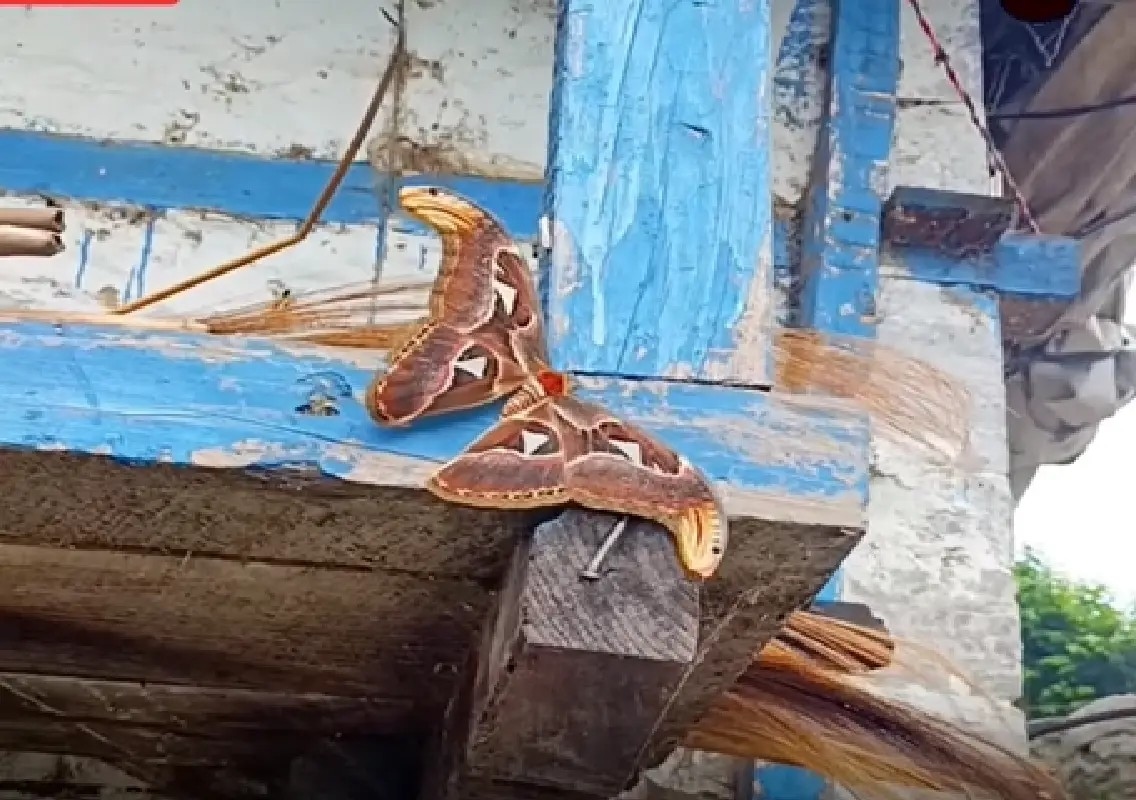 Giant Atlas Moth mistaken for two-headed snake stuns Nepal village: WATCH - News Karnataka