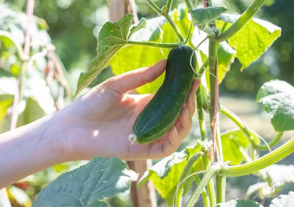 How one Bengaluru gardener grows cucumbers with ease - News Karnataka