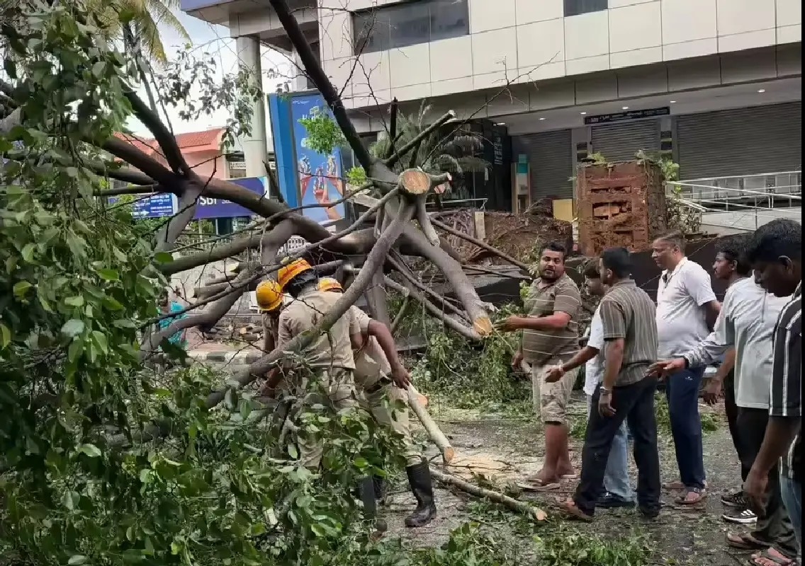Huge tree crash damages bus shelter, sparks safety concerns - News Karnataka