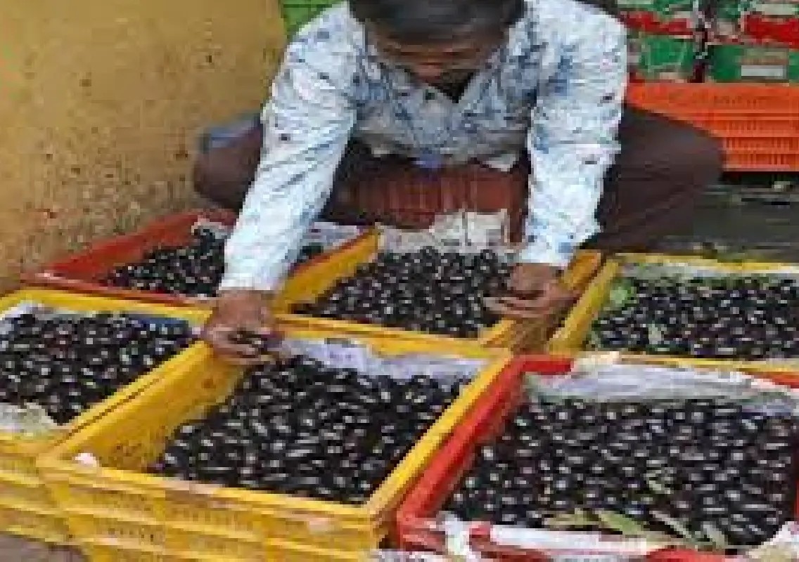 Jamun floods Bengaluru markets as bumper harvest drives prices down - News Karnataka