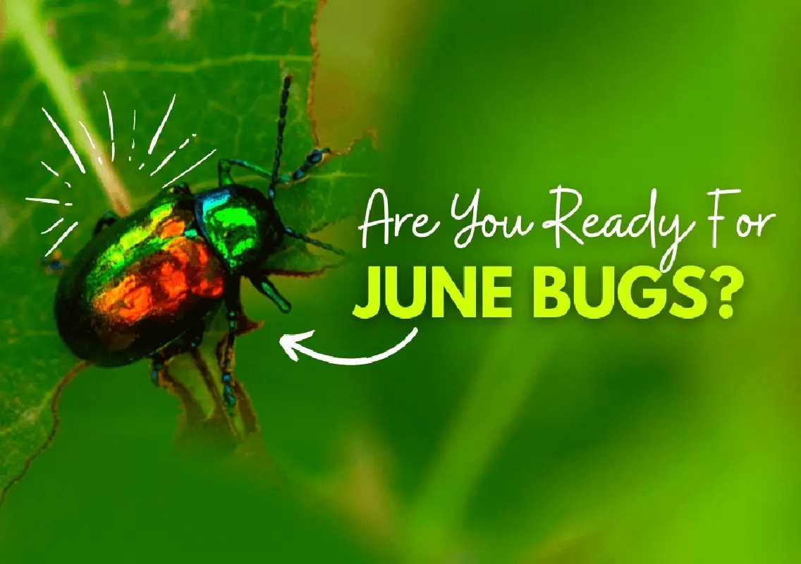 June bugs may look harmless, but their larvae can damage lawns - News Karnataka