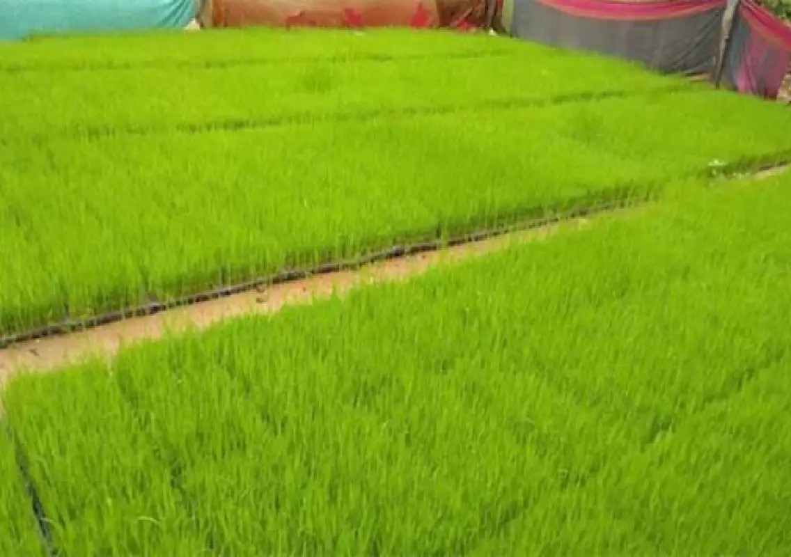 Karnataka urges paddy farmers to enrol in crop insurance scheme - News Karnataka