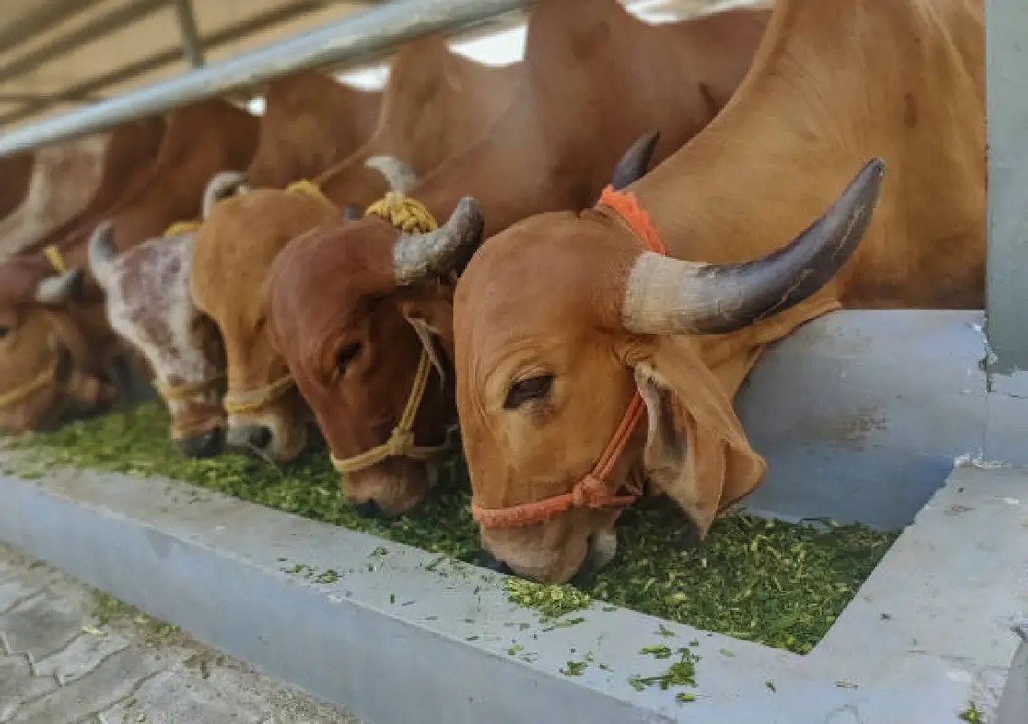Man arrested for illegal bovine transport in Beltangady - News Karnataka