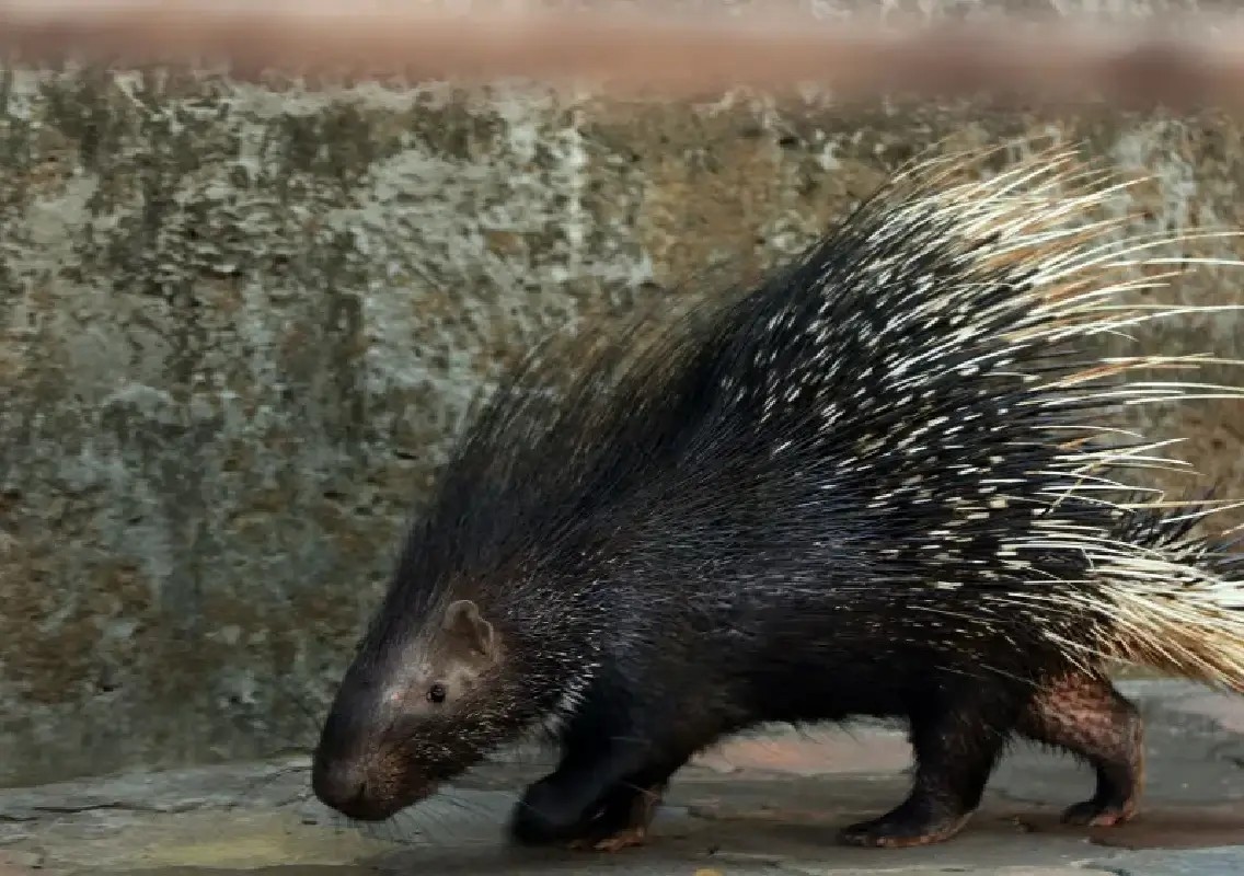 Man dies after auto swerves to avoid porcupine on road - News Karnataka