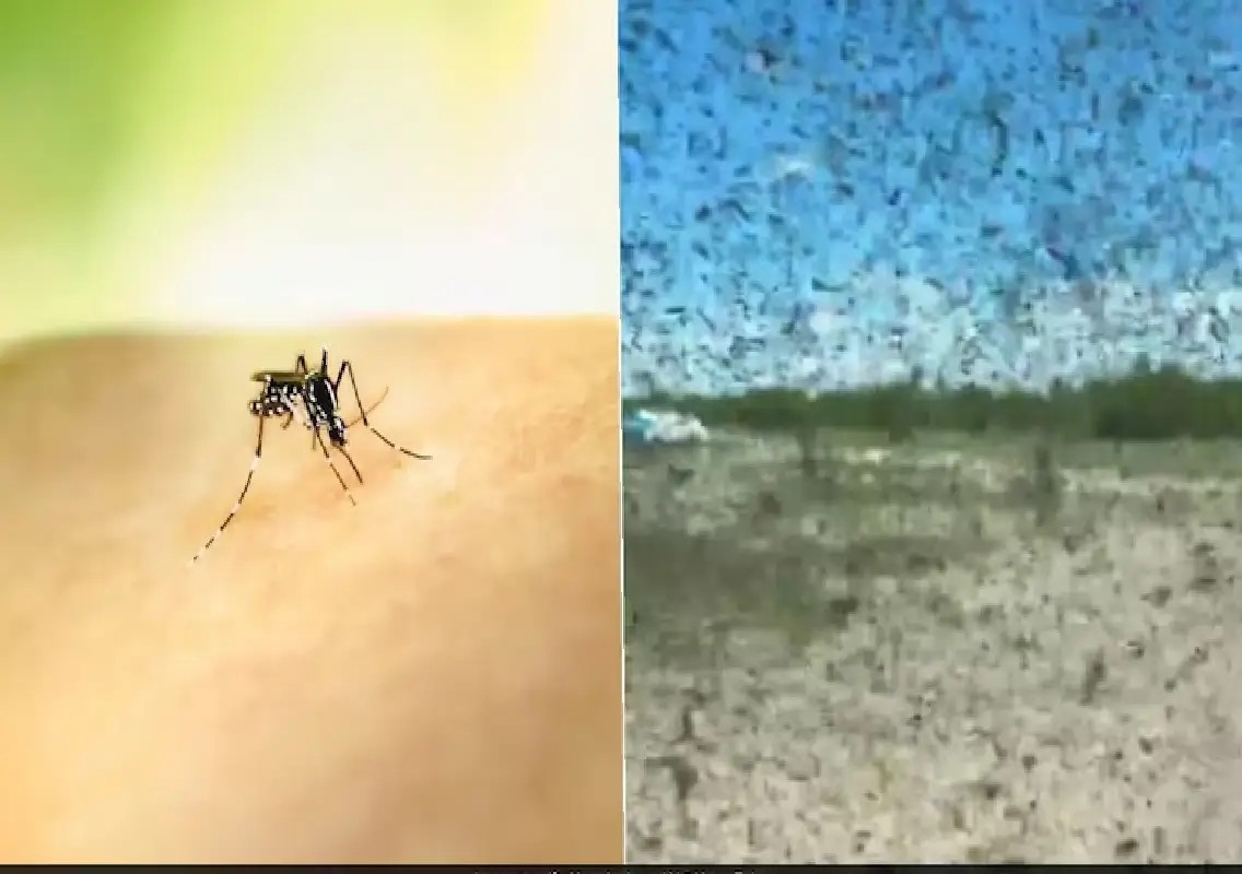 Massive mosquito swarm forces tourists to flee Russian lake: WATCH - News Karnataka