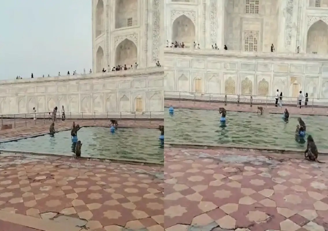 Monkeys’ ‘pool party’ at Taj Mahal goes viral online: WATCH - News Karnataka