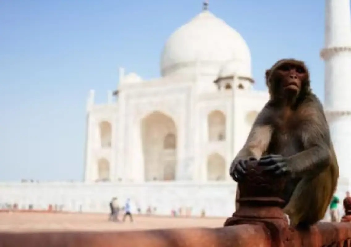 Monkeys turn Taj Mahal water tank into viral playground - News Karnataka