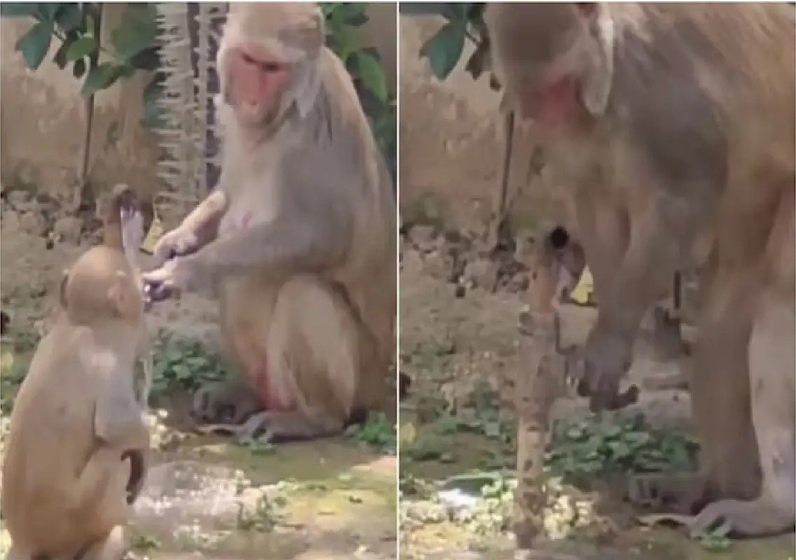Monkeys turning off tap spark water conservation message online: WATCH - News Karnataka