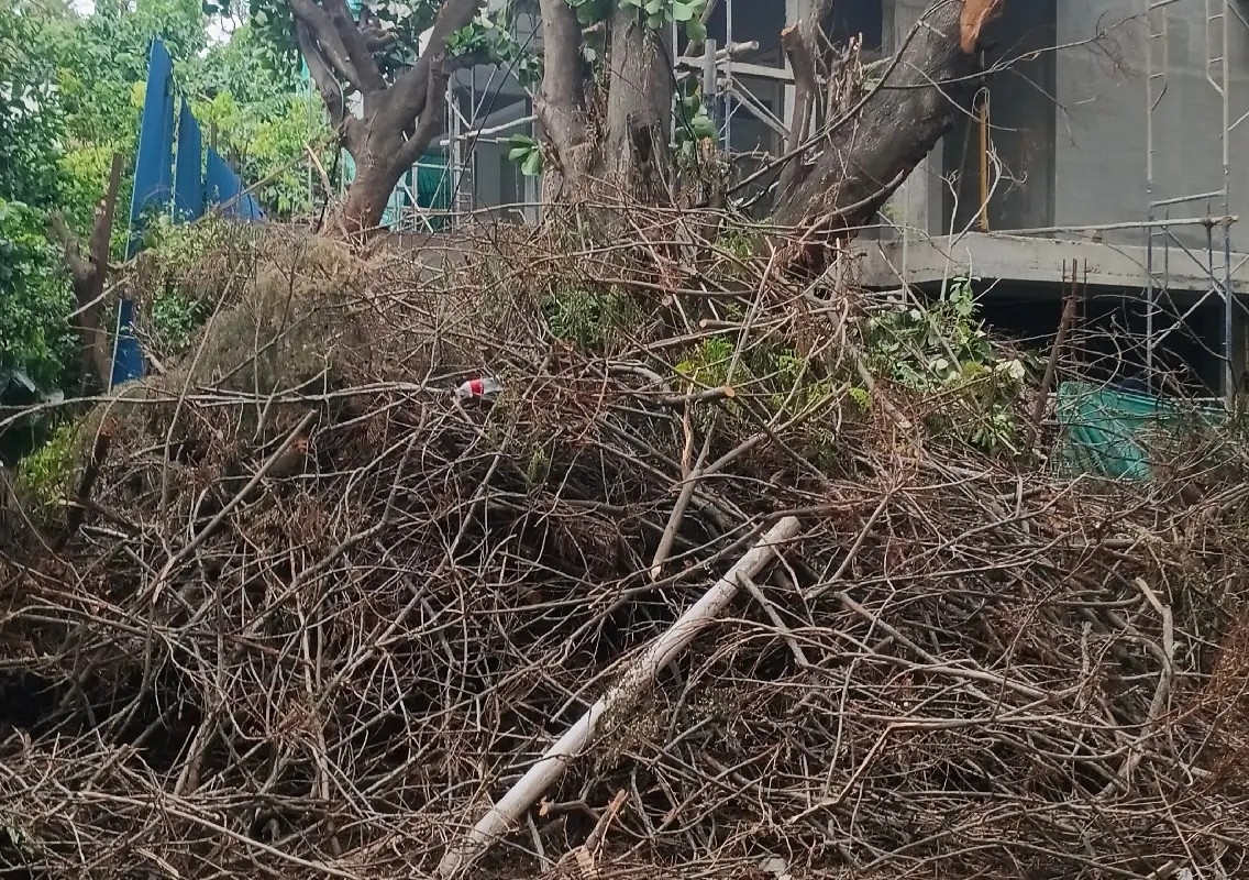 Month after tree fall, elderly couple still awaits relief - News Karnataka