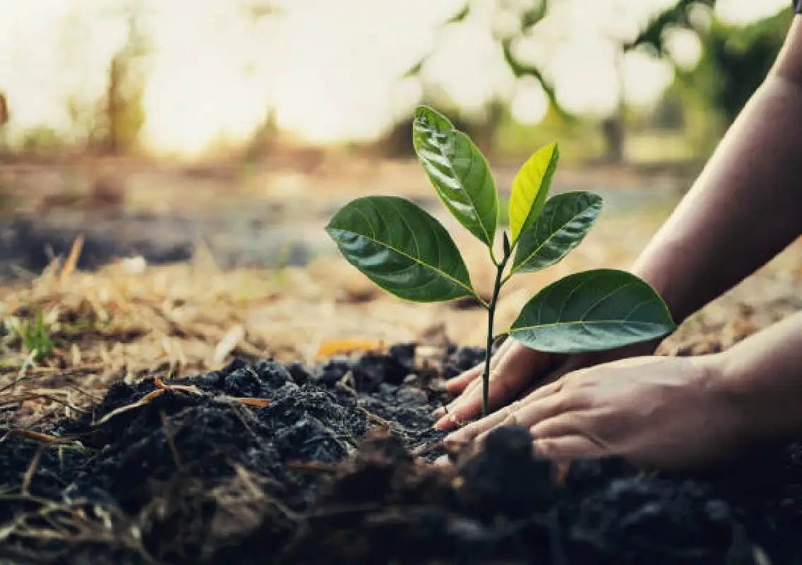 Mysuru to plant 2.46 lakh seedlings to boost green cover - News Karnataka
