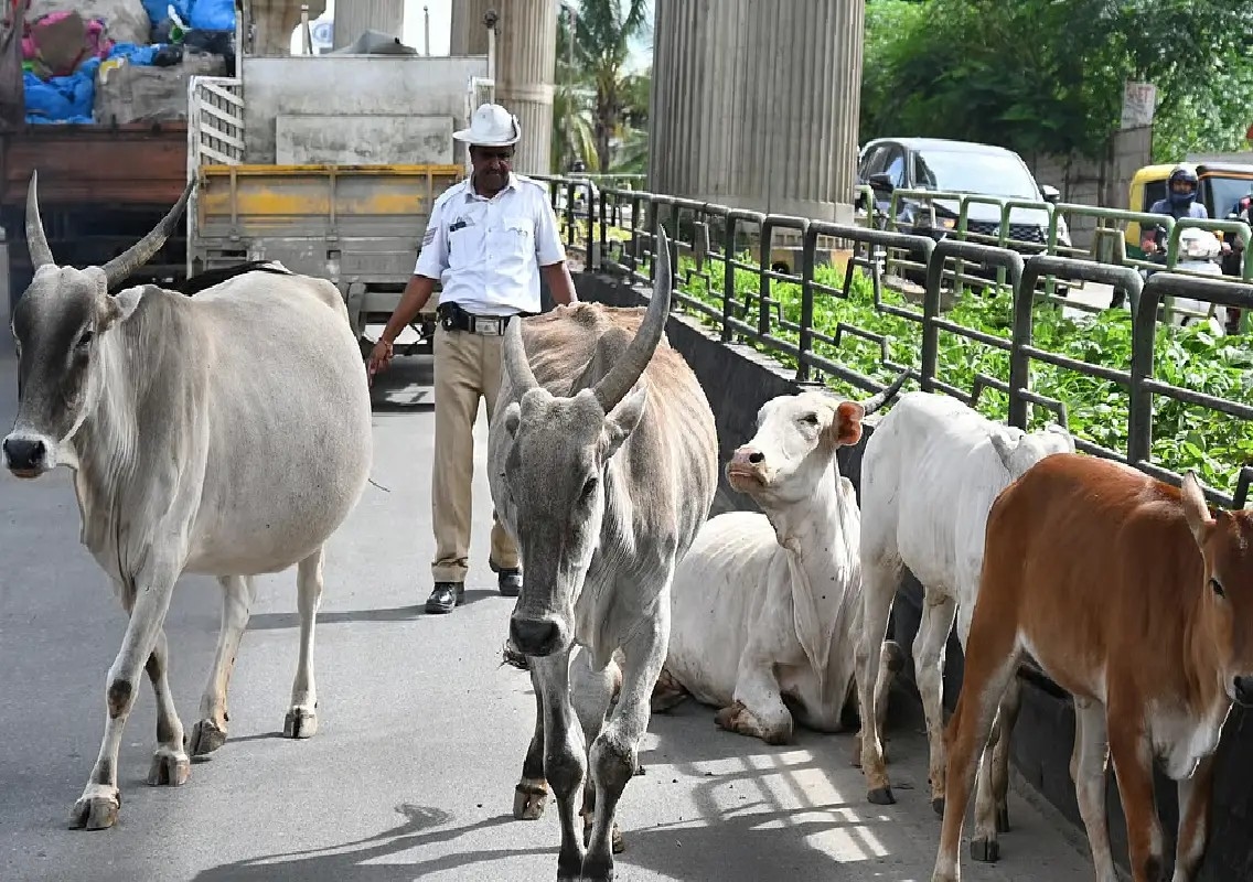 Police crack down on stray cattle after roads turn dangerous - News Karnataka
