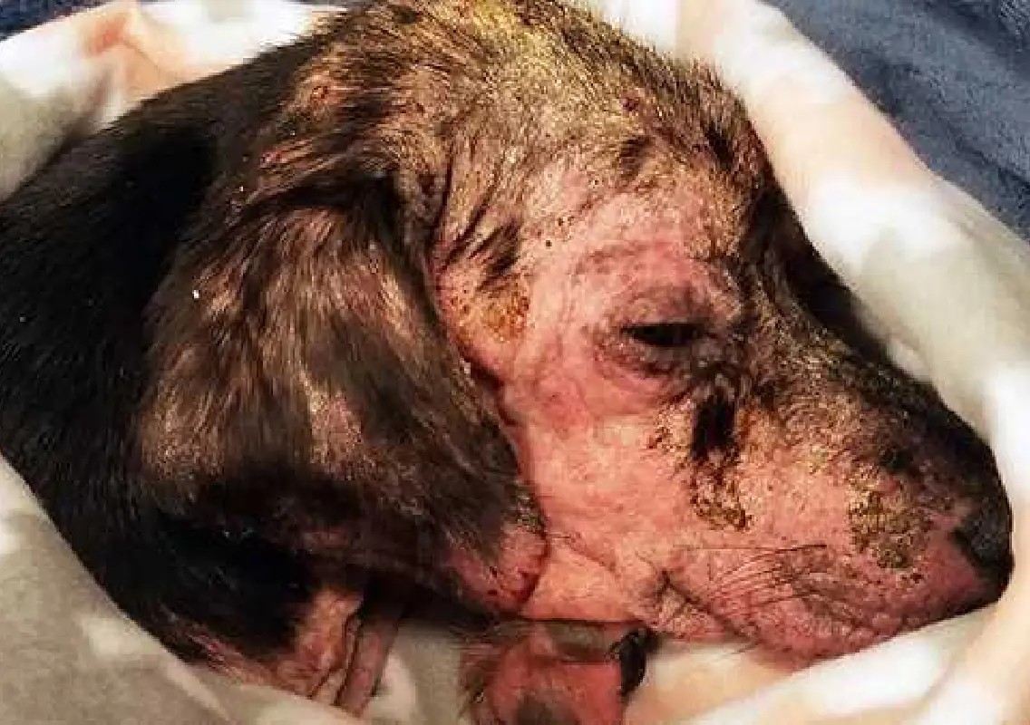 Puppy dies after being thrown into burning tandoor, case registered - News Karnataka