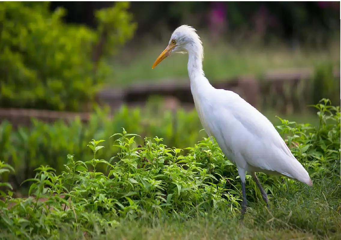 Race begins to protect Bengaluru’s only bird reserve - News Karnataka