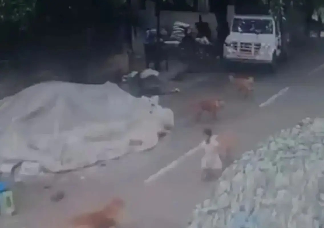 Stray dog pack attacks toddler in Bengaluru, CCTV captures ordeal - News Karnataka