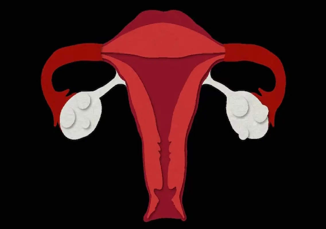Study suggests ovaries may play new role after menopause - News Karnataka