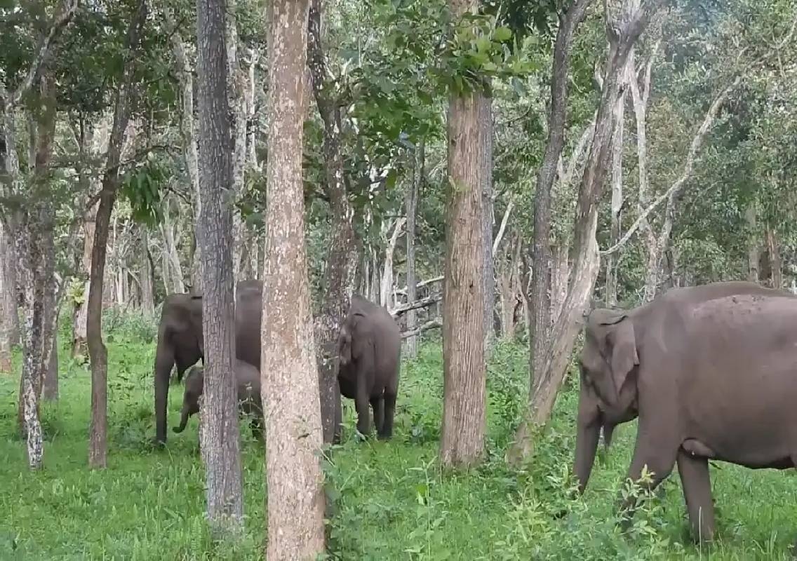 Tamil Nadu Forest Revival Brings Back Wildlife - News Karnataka