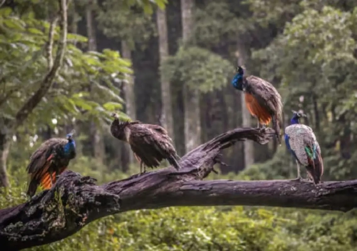 Tamil Nadu’s forests are becoming a lifeline for endangered birds - News Karnataka