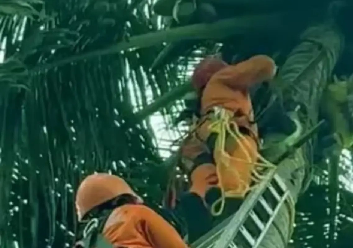 Teen dies after fibre stick touches live wire while plucking coconuts - News Karnataka