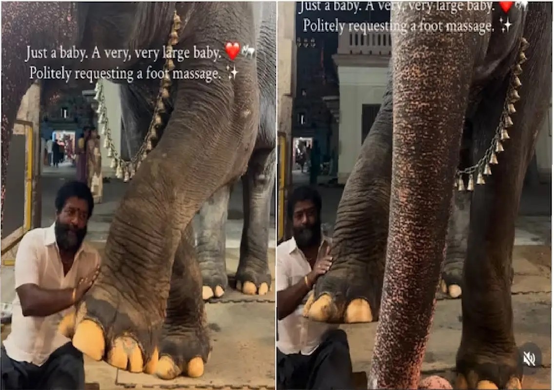 Temple elephant's foot massage request melts hearts online: WATCH - News Karnataka