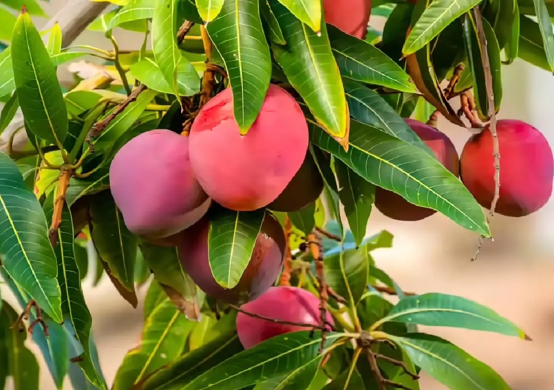 The mango that fruits twice a year is keeping Bengal's heritage alive - News Karnataka