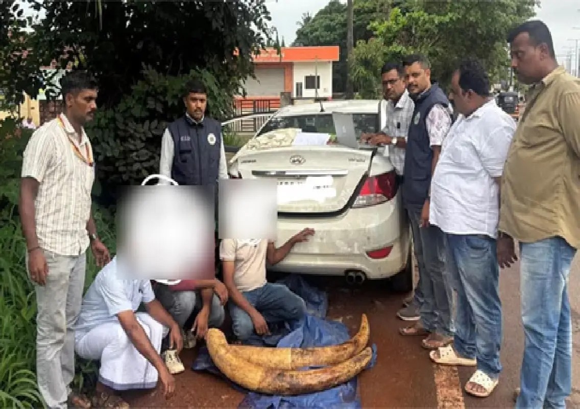 Three arrested in Mangaluru for attempting to sell elephant tusks - News Karnataka